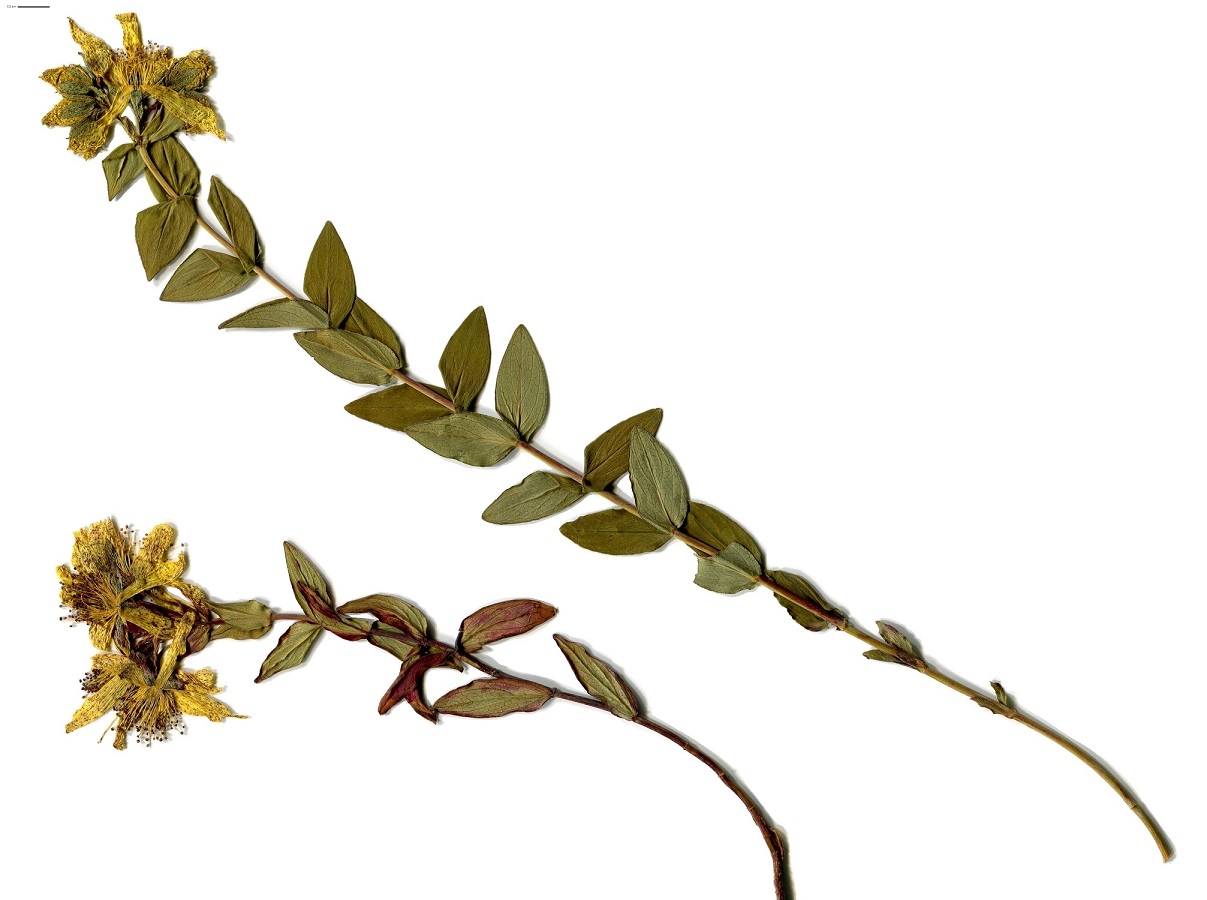 Hypericum richeri subsp. burseri (Hypericaceae)